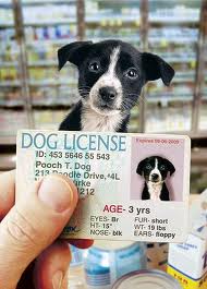 Licensing Your Dog - There's No Place 
